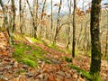 View of the autumn forest of Southeast Europe