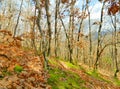 View of the autumn forest of Southeast Europe