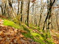 View of the autumn forest of Southeast Europe