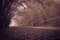 View of autumn gothic forest with fog in the park of Monte Cucco, Umbria, Italy Royalty Free Stock Photo