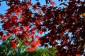 Autumn - Mount Wilson, Australia