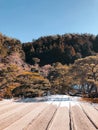 View of autumn trees from spacious wooden terrace