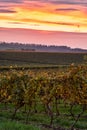 View of autumn vineyards at dusk