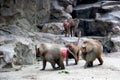 View of Baboons at zoo Royalty Free Stock Photo