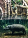 View of baby hippo walking underwater