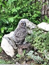 A view of a baby Long Eared Owl