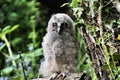 A view of a baby Long Eared Owl