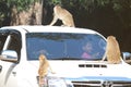 The view of a baby monkey climbing on people`s