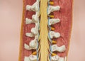 View from the back of thoracolumbar spine model Royalty Free Stock Photo