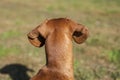 View of the back of the head of a dachshund Royalty Free Stock Photo