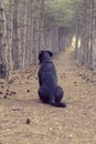 View from the back of a large Rottweiler sitting on a forest path