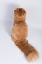 View from back of Persian Exotic Longhair cat is on white background. Fluffy red tail of a cat Royalty Free Stock Photo