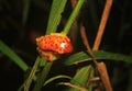 View of the back from a red skirted tree frog, dendropsophus rhodopeplus, with black stipes siting on a thin green stem Royalty Free Stock Photo