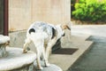 A view of back side of curious puppy black and white half-blood dog Royalty Free Stock Photo