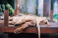 View from back side of a male lion sleeping on the wood with good view on his balls at the zoo in thailand