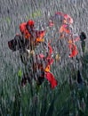 Backlit bearded irises under rain Royalty Free Stock Photo