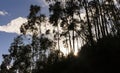 View of a backlit silhouette at sunset of a forest with eucalyptus.