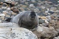 View of the Baikal seal (nerpa) Royalty Free Stock Photo