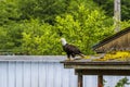 A view of a bald eagle on the edge of a rooftop on the outskirts of Sitka, Alaska Royalty Free Stock Photo