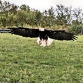 A view of a Bald Eagle in flight Royalty Free Stock Photo