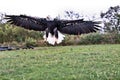 A view of a Bald Eagle in flight Royalty Free Stock Photo