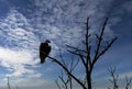 A View of a Bald Eagle Perched on a Tree Branch Looking for Food Royalty Free Stock Photo