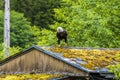 A view of a bald eagle on a rooftop on the outskirts of Sitka, Alaska Royalty Free Stock Photo