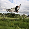A view of a Baleteur Eagle in flight Royalty Free Stock Photo
