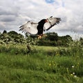 A view of a Baleteur Eagle in flight Royalty Free Stock Photo