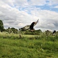 A view of a Baleteur Eagle in flight Royalty Free Stock Photo