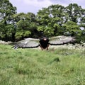 A view of a Baleteur Eagle in flight Royalty Free Stock Photo