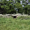 A view of a Baleteur Eagle in flight Royalty Free Stock Photo