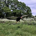 A view of a Baleteur Eagle in flight Royalty Free Stock Photo