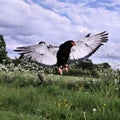 A view of a Baleteur Eagle in flight Royalty Free Stock Photo