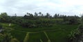 View of bali rice fields Royalty Free Stock Photo