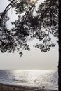 View of Baltic Sea coast through pine branches against backdrop of sunset, Gulf of Finland, Scandinavia Royalty Free Stock Photo