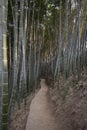 View of bamboos alley