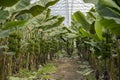 View of banana garden in greenhouse. Growing banana in greenhouse.