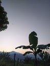 a view of a banana tree against the background of the morning sky. Royalty Free Stock Photo