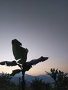 a view of a banana tree against the background of the morning sky. Royalty Free Stock Photo