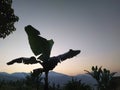 a view of a banana tree against the background of the morning sky. Royalty Free Stock Photo