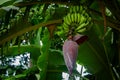 View of banana tree flower. Banana inflorescence, partially opened