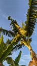 View of Banana trees and blue sky background