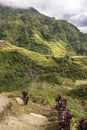 View of the Banaue Rice Terraces, a famous landmark in the province of Ifugao, Philippines Royalty Free Stock Photo