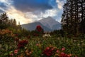 Garden Flowers By Banff Mountains At Sunrise