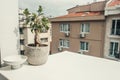 view of bansai tree in flowerpot Royalty Free Stock Photo