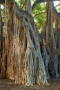 View of banyan trees of Oahu on sunny day. Overgrown wilderness, vines and bushes in rain forest in Hawaii. Native wild