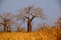 View of baobabs in Angolan Savannah