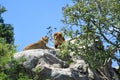 View of the barbary lions couple resting on the rock under the blue sky