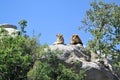 View of the barbary lions couple resting on the rock under the blue sky